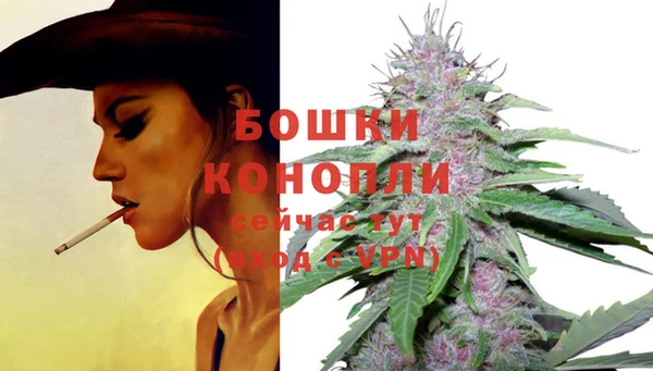 индика Богданович
